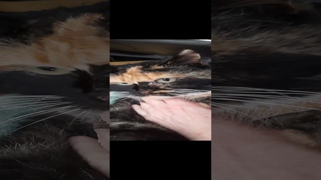кошечка мяу. красотка ищет свой дом и свою Семью