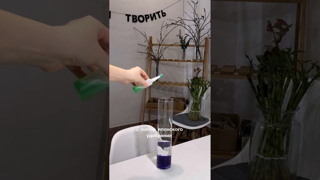 Комнатный бамбук. Решение для вашего интерьера!