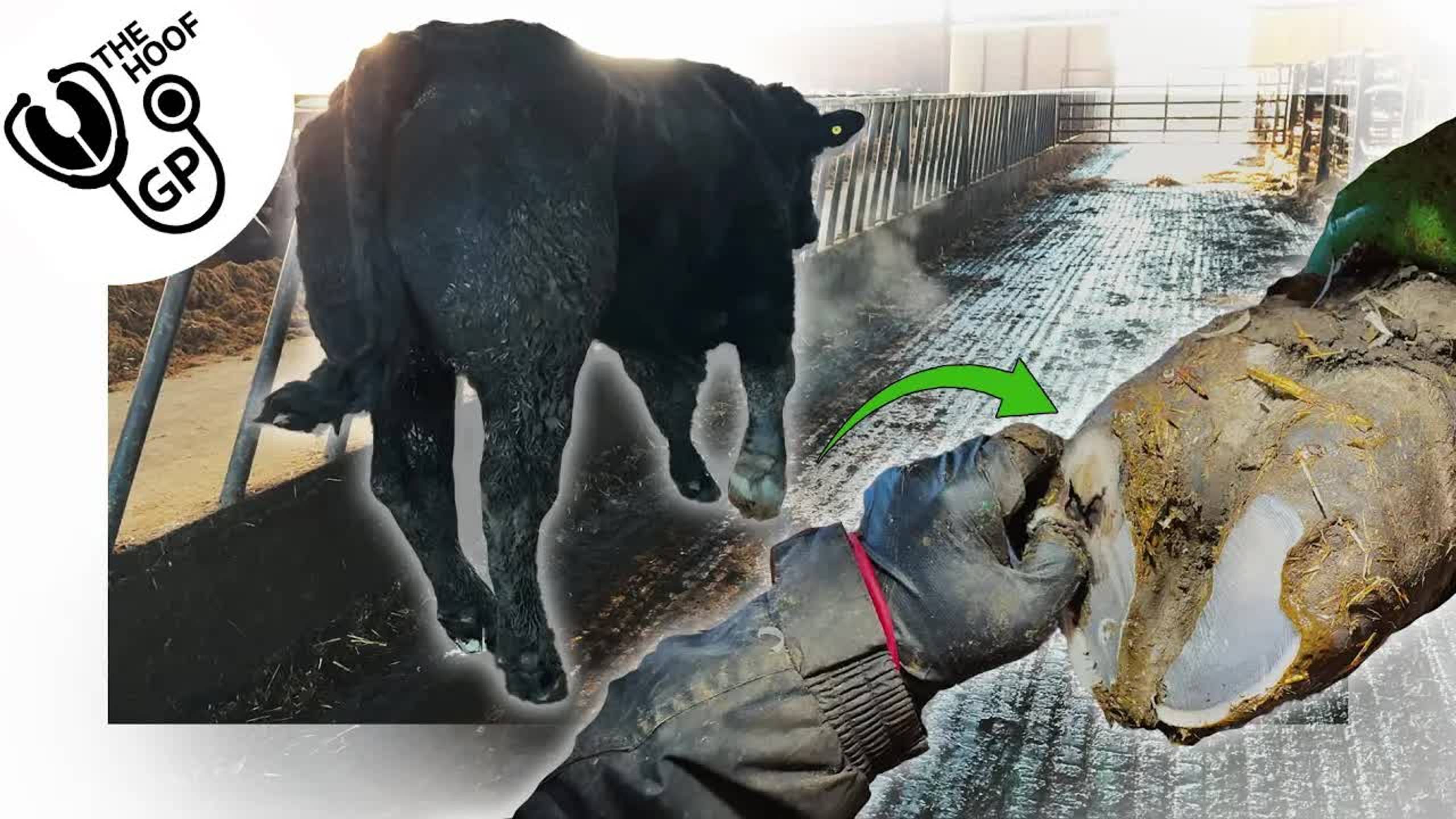 У этого мощного быка болит передняя нога!