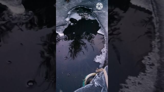 Карп Кои зимует в домашнем пруду на дачном участке