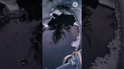 Карп Кои зимует в домашнем пруду на дачном участке