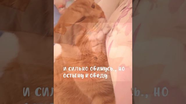 эдит на кота под песню кис кис