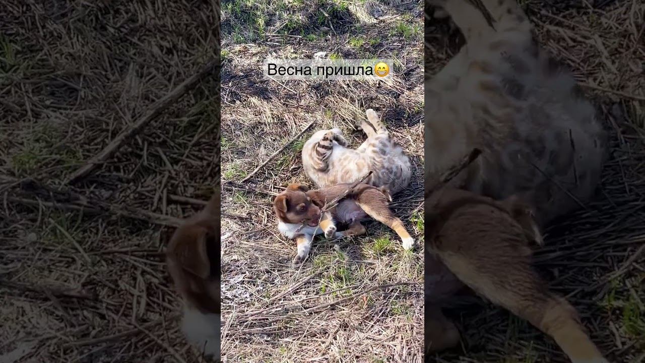 Кто сказал что собаки и кошки не уживаются? Весна пришла! Все кайфуют от солнышка  #кот #собака