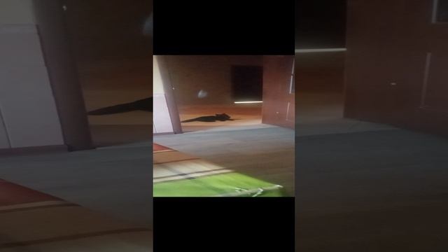 Котёнок Клёпа играет с мышкой