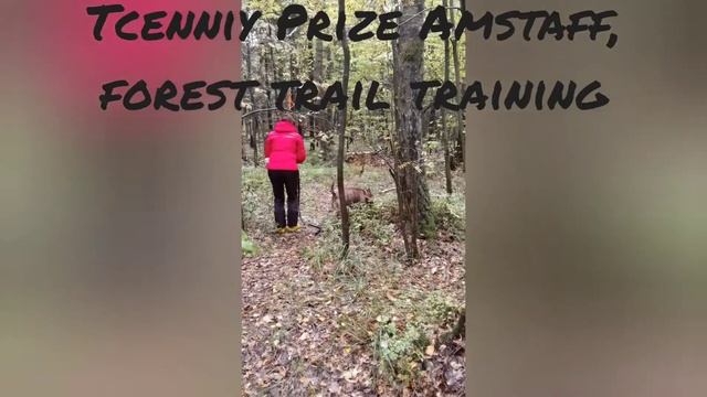 Амстаффы Ценный Приз, поиск по следу в лесу. Tcenniy Prize Amstaff.