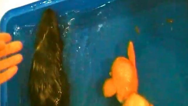 морская свинка купается