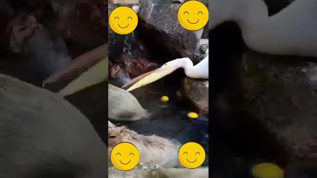 Не по размеру рыбка