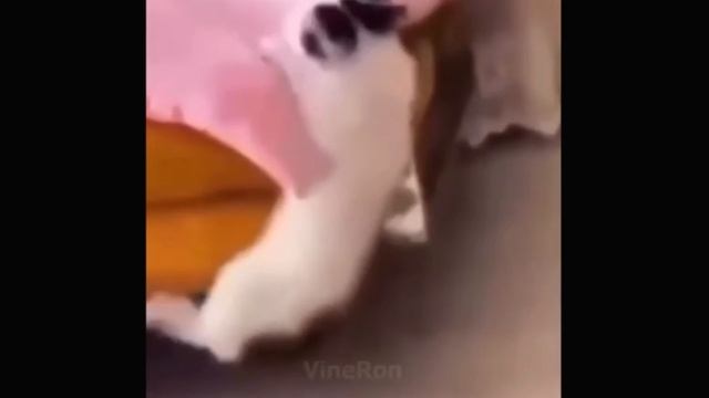 МЕМЫ