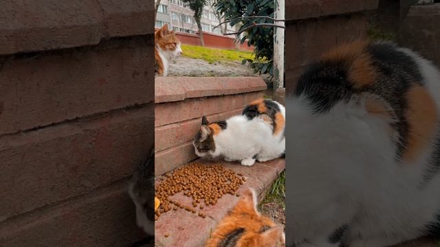 7691955-uhd_2160_4096_30fps