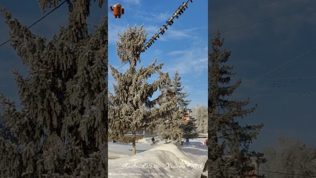 Новогодний вальс пернатых сновидений 🕊️🎶🎄