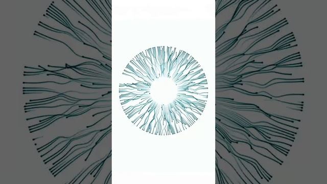 flash video