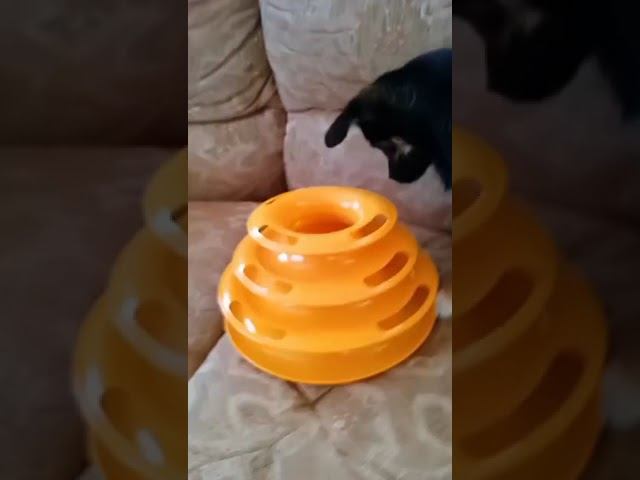 Мия играет кошачьей игрушкой:)