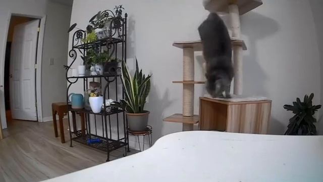 кот который сдал