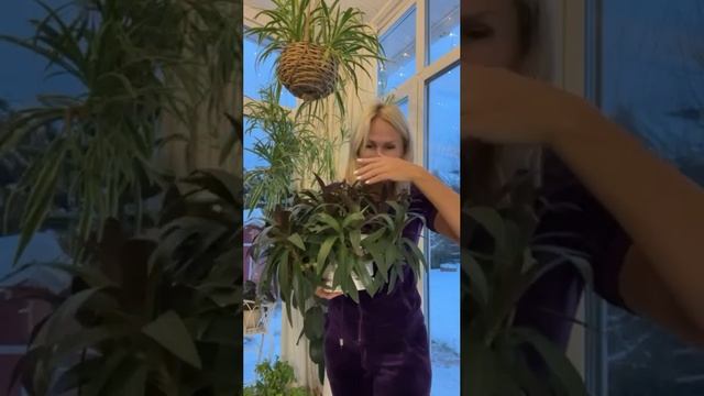 Как из трех черенков получить такой шикарный куст традесканции?