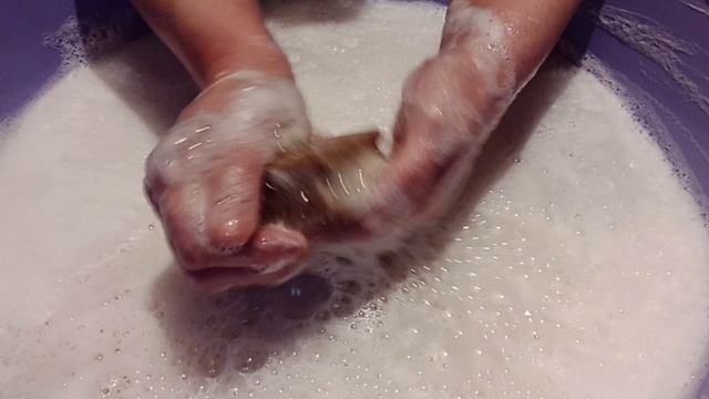 Новые Хозики 🔥