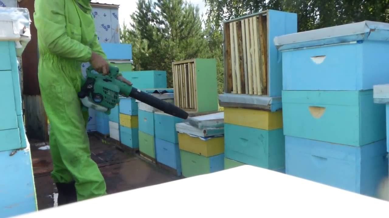 Выдуваем пчел.