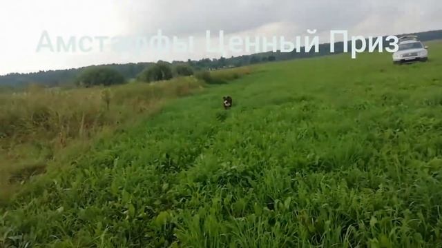 Tcenniy Prize Amstaff /Амстаффы Ценный Приз