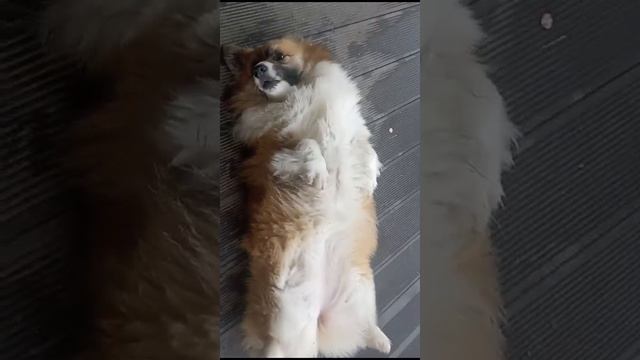 Вeнька