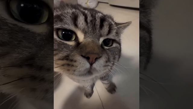 Котик.