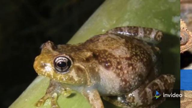 Is This The World’s Tiniest Reptile? #Shorts