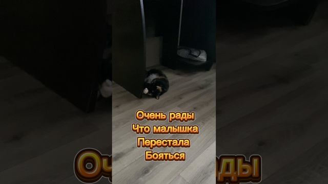 Взяли кошечку #6