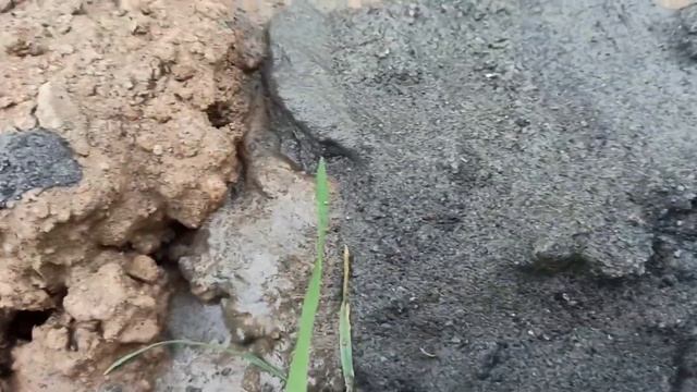 СНТ Ручеёк часть вторая. Абиссинка на две тонны воды в час. п. Ставрово Владимирская область.