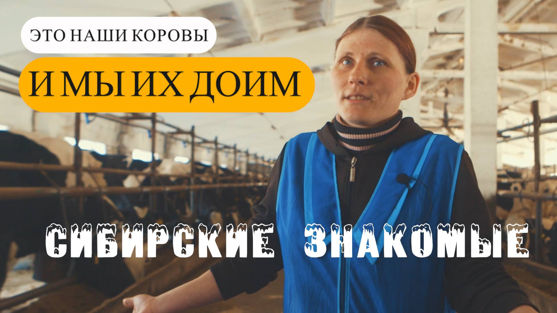 Как подоить корову доильным аппаратом на молочно-товарной ферме. И сколько коров у доярки на группе