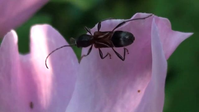 Round-necked Longhorn Beetle (Cerambycidae: Cyrtophorus verrucosus) on Blossom