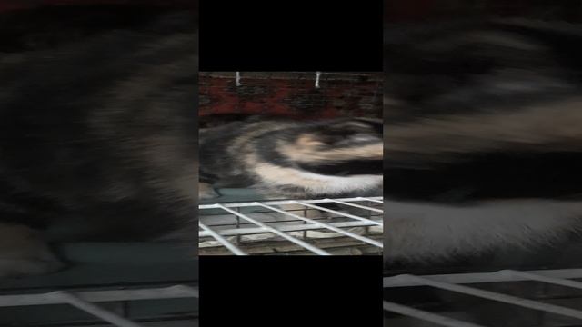 ищем ей дом.жила на улице в Николаевке. есть вероятность что ее выкинули потому что она родила котят