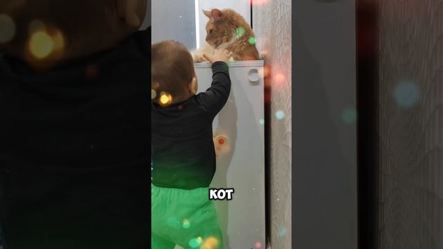 Кот и малыш #мейкун #cat #мейнкун #котик #кот #юмор #мяу #малыш #мамавдекрете #кошки