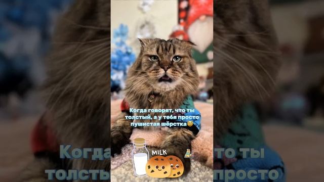 Я не толстый, я пушистый!😹 #пушистик #кот #юмор