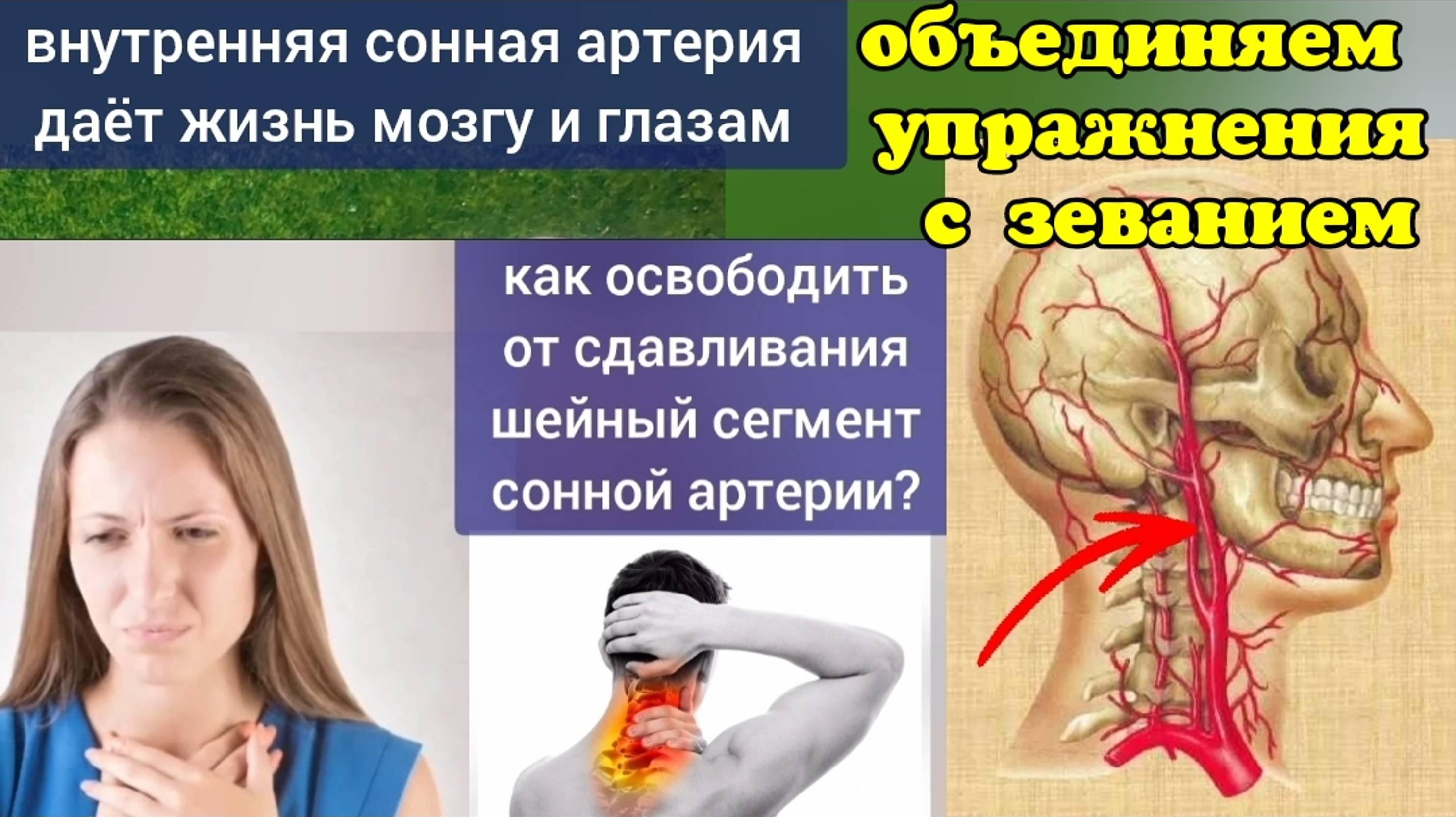 Жизнь мозга и глаз зависит от сонной артерии, но она часто зажимается. Комбинированные упражнения