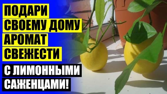 Комнатные цитрусовые 🎯