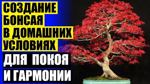 💣 Бересклет бонсай 💣 Купить цветы в горшках в москве недорого 😎