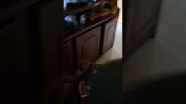 doggo