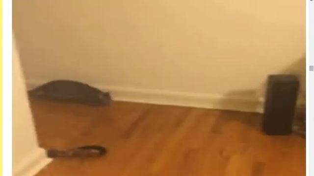 2ch【ほのぼの】かわいい動物gif