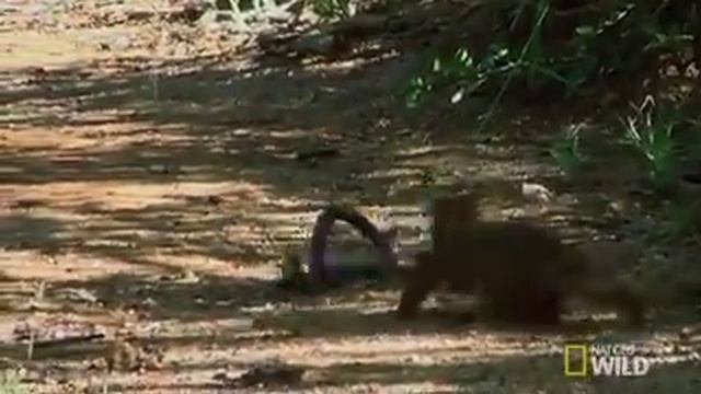 Mongoose Vs. Cobra