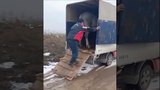 ЩА