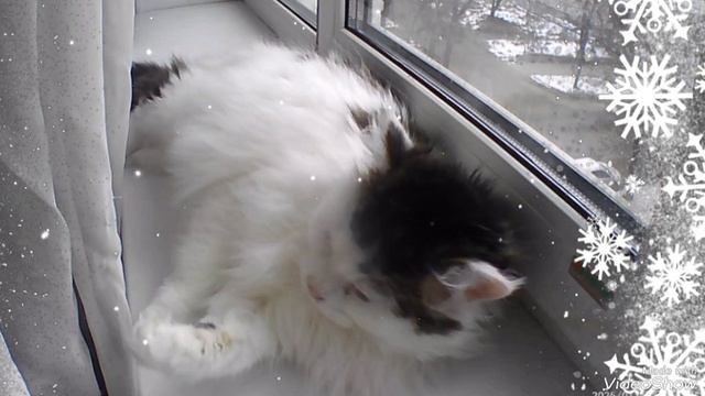 Мариуполь ⛵ мои КОШЕЧКИ 🐈🥰