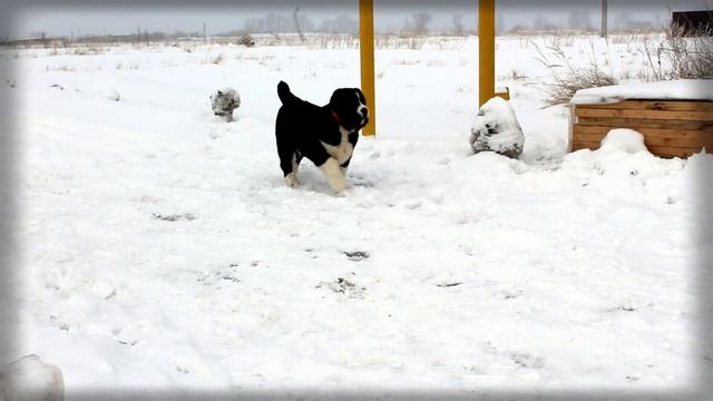 Вельзевул