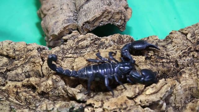 Asian Forest Scorpion, Heterometrus spinifer, by The Deadly Tarantula Girl