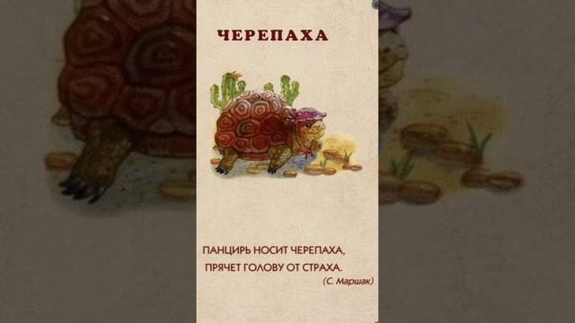 Стих про черепаху