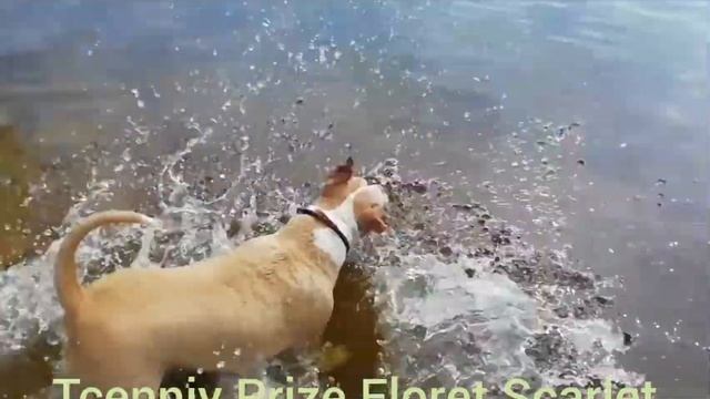 Tcenniy Prize Floret Scarlet.