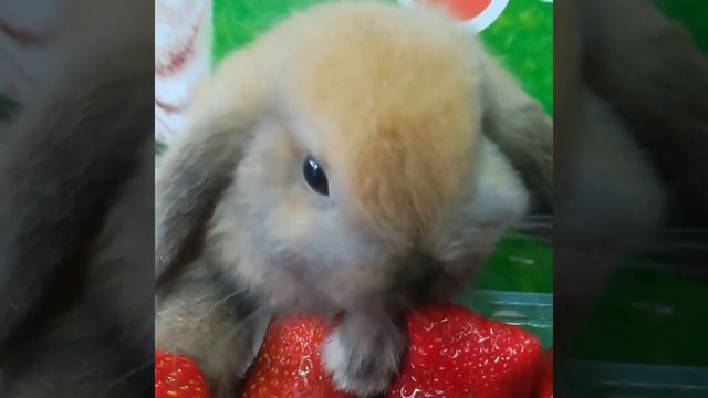Крольчата породы карликовый вислоухий баран кушают клубнику! Но можно ли им это лакомство?