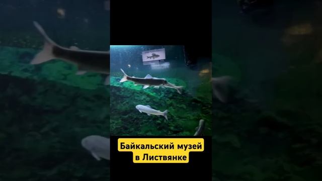 Байкальский музей в Листвянке #листвянка #музей #байкал #озеробайкал