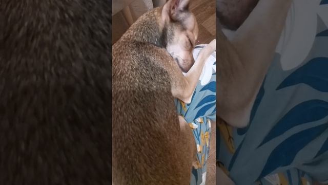 InShot_20250119_190516128.mp4
Собачка Соня устала. Всем спокойной ночи 🌛
