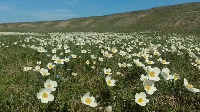 Ветреница лесная 😍 🌸 🌿