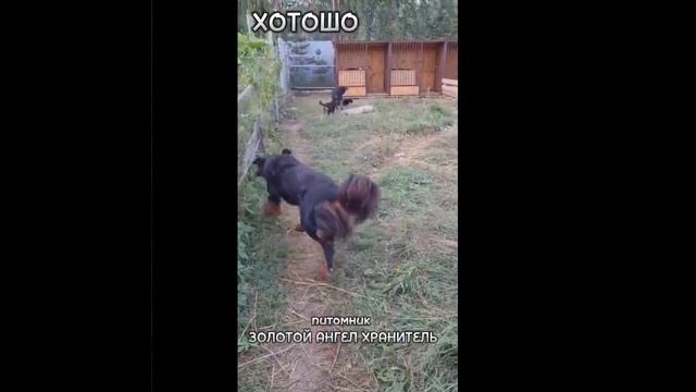 ХОТОШО питомник Золотой Ангел Хранитель сайт zahdog.ru