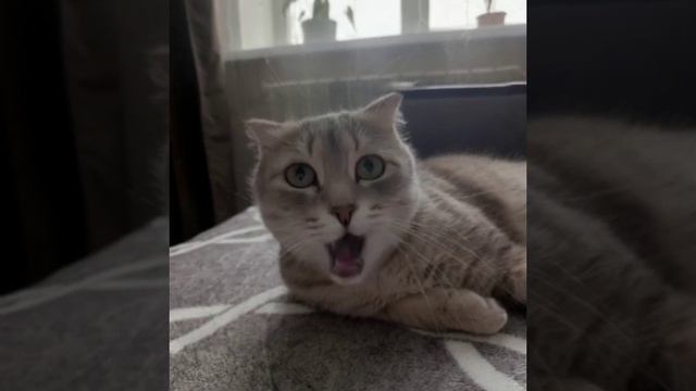 котик Малыш ❤️