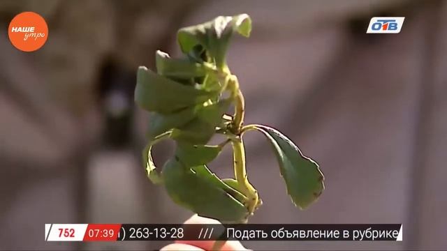 Зимолюбка. Лечебные свойства. 61 выпуск